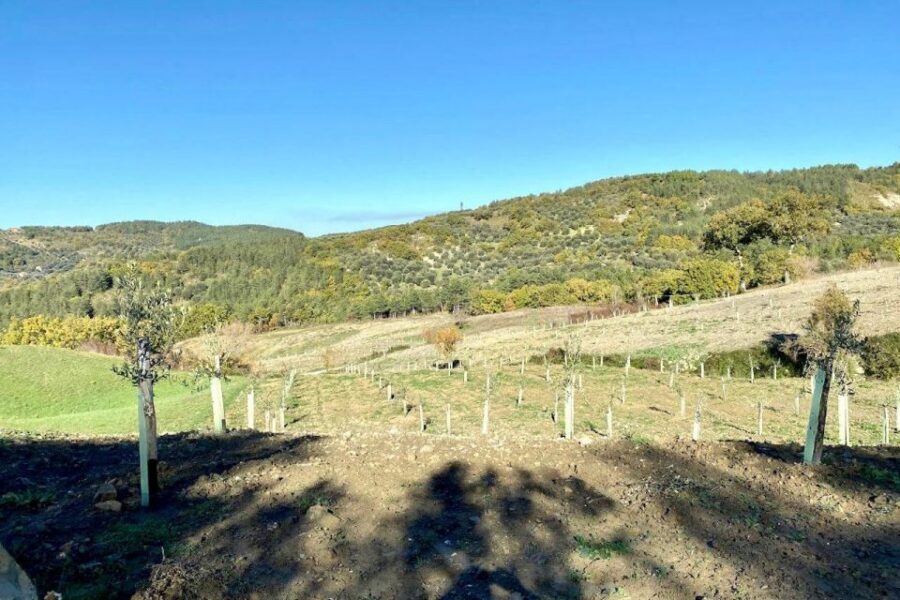 Seggiano: Typical Tuscan Farm Tour with Olive Oil Tasting - Who should book this farm tour (and who might not love it)