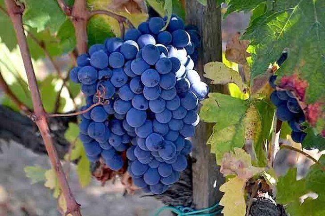 Small-Group Brunello Wine Tour of Montalcino from Florence - A Small-Group Minivan Day Trip to Brunello Country