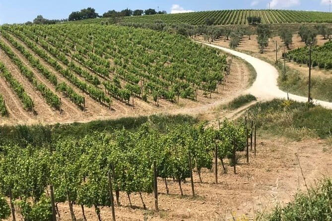 Small group Chianti-side wine tour with Mercedes V class Van - Small-group pacing: why 7 people can feel like a win