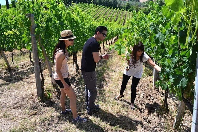 Small-Group Vernaccia di San Gimignano Wine Tour - White and Red Wines - Start point, timing, and how the day moves