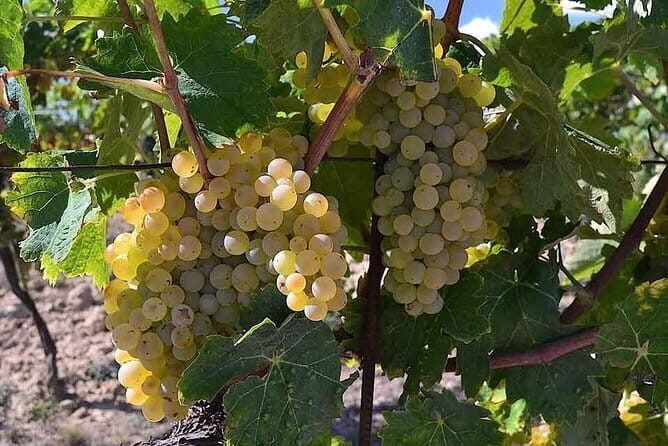 Small-Group Vernaccia di San Gimignano Wine Tour - White and Red Wines - Price and what you’re paying for at $342.07 per person
