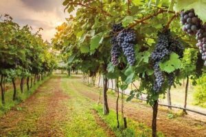 Special Chianti Afternoon Wine Tour from Florence - From Piazzale Montelungo to the Chianti hills: what the ride gives you