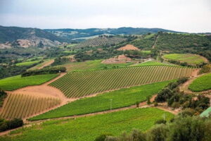The Complete Wine Tour Brunello, Nobile, Chianti wine experience - Montepulciano on your schedule: San Biagio and Il Nobile di Montepulciano