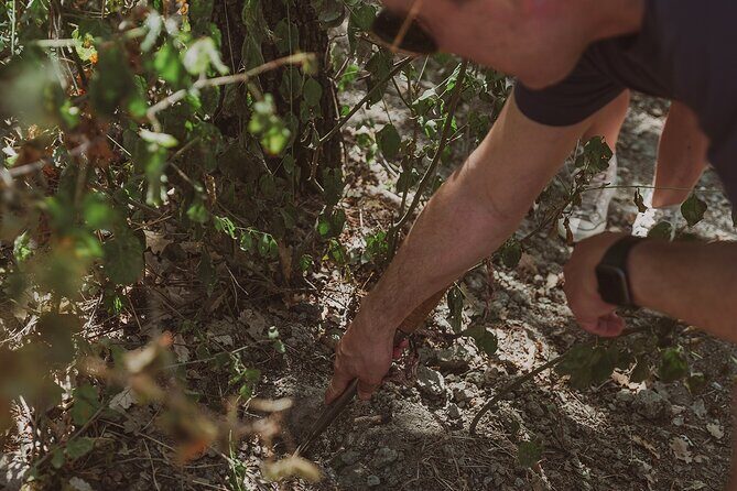 Truffle Hunt in Tuscany - Meet in Volterra’s Countryside: Then Follow the Signs of Truffles