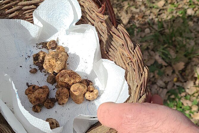 Truffle Hunting in Chianti, pasta class and lunch - Truffle Hunting in Chianti: Woods Time and a Working Lagotto