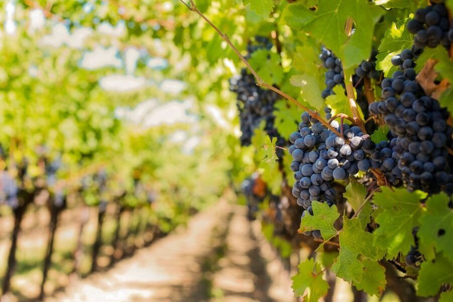Tuscany: Chianti Wine Paradise Tour - Key points to know before you go