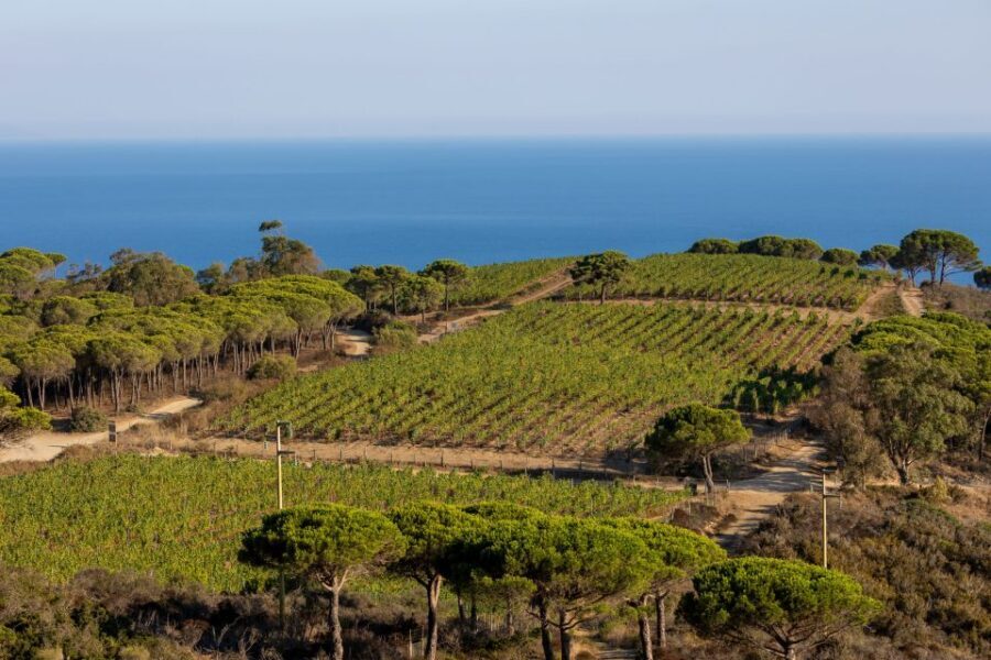 Tuscany: Ripalte Design Winery Wine and Cheese Tasting Tour - Walking the vineyards: grape varieties, legends, and what you’ll actually notice