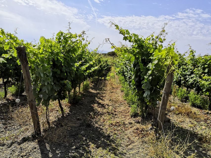 Tuscany: Ripalte Design Winery Wine and Cheese Tasting Tour - Winemaking basics you can taste: drying grapes and making sense of the wine