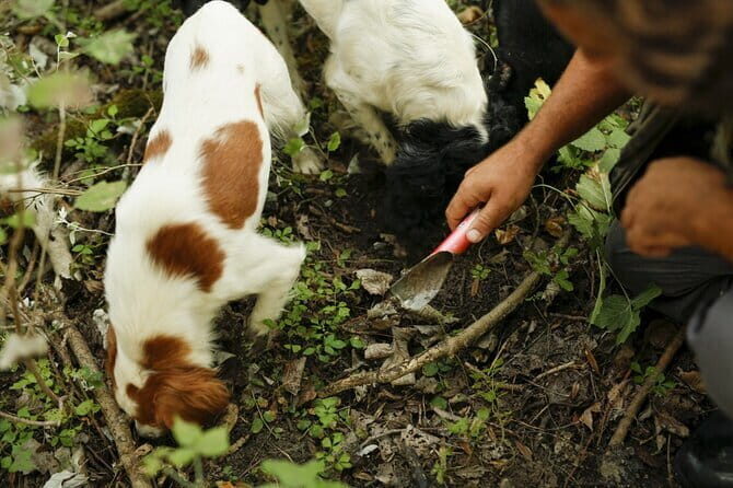 Tuscany Truffle Hunt: A Culinary Adventure - Price and Value: What $384.51 Buys You in Real Terms