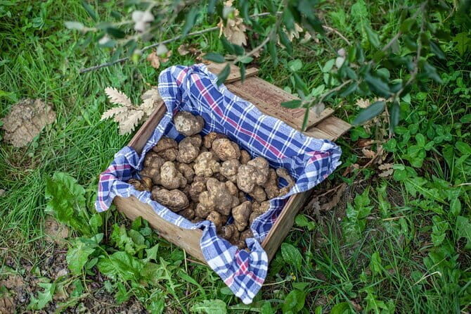 Tuscany Truffle Hunt: A Culinary Adventure - Truffle Hunting With Expert Guides and Trained Dogs