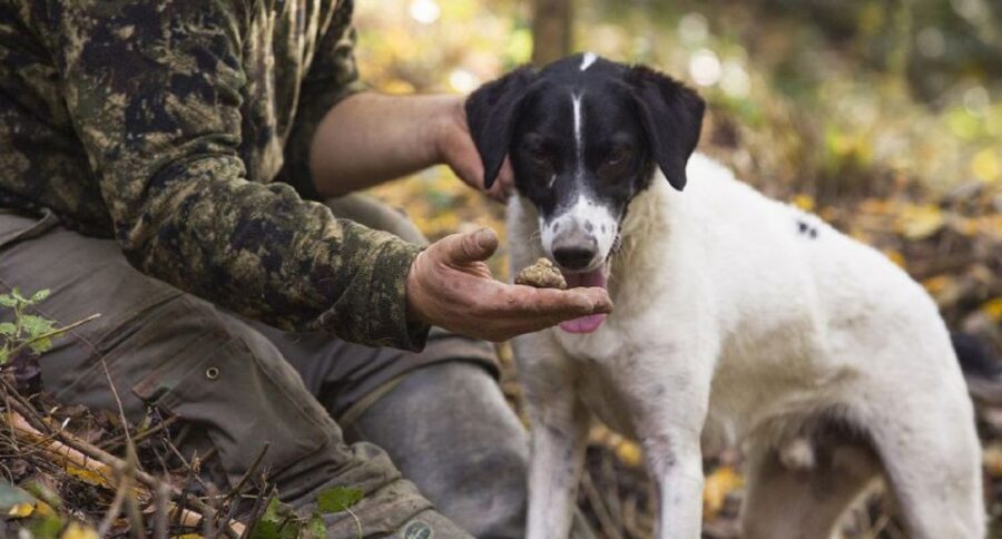 Tuscany: Truffle Hunting and Meal at a Winery - White vs black truffles: what you’ll actually learn