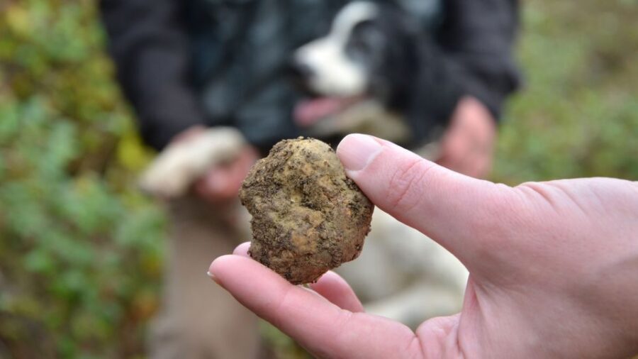 Tuscany: Truffle Hunting and Meal at a Winery - What the wine tasting teaches you (beyond getting tipsy)