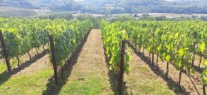 Visit Siena and San Gimignano with lunch at a family farm - Siena UNESCO in 90 minutes: Piazza del Campo and the streets you can actually enjoy