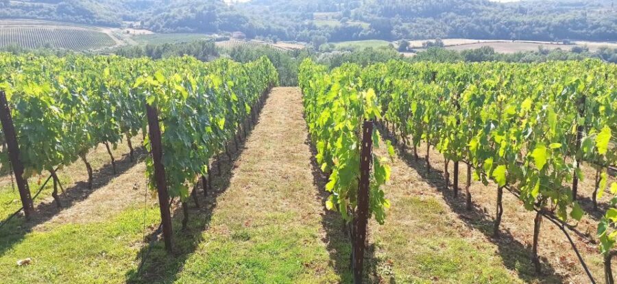 Visit Siena and San Gimignano with lunch at a family farm - Siena UNESCO in 90 minutes: Piazza del Campo and the streets you can actually enjoy