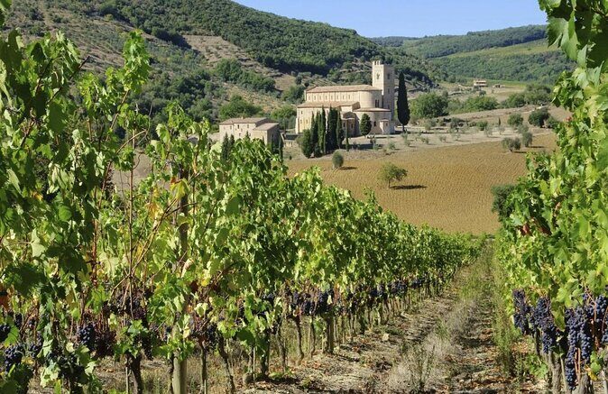 Visit to the Cellar with Wine & Food Tasting over the Val d'Orcia - Vineyard walk: Sangiovese vines and biological treatments