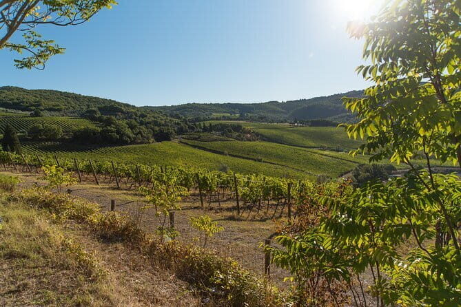 Wine Hiking Sip & Trek - Florence to Montespertoli without renting a car