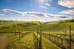 Wine tasting in TWO family wineries around Florence - Greve in Chianti: a short look at the town center