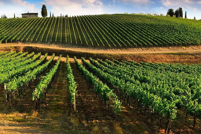 Wine tasting in TWO family wineries around Florence - What the day feels like: timing, shoes, and how to enjoy it