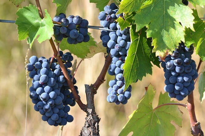 Wine Tour Experience - The exact 2-hour flow: from the meeting point to back again