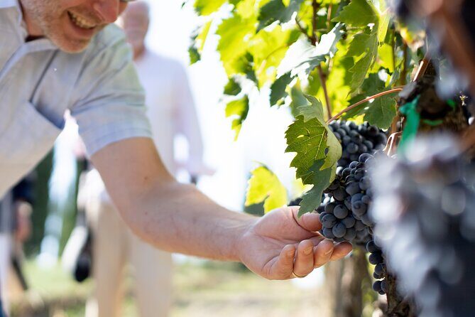 Winery Tour & Gourmet Tasting in Montalcino - Should you book Corte Pavone’s vineyard and gourmet tasting?